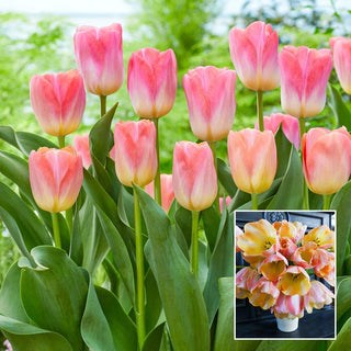 Cool Pink Lemonade Tulip Seeds
